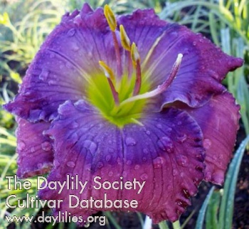 Daylily Blue Royale